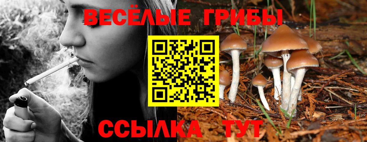 Галлюциногенные грибы Psilocybe Воскресенск